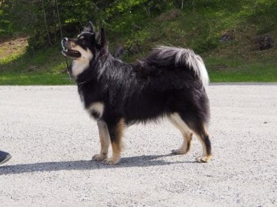Fairdogs Vicky